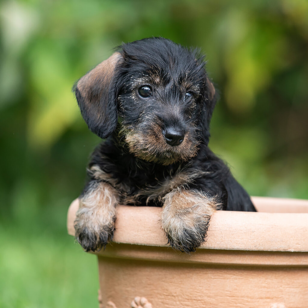 Rauhaardackel-Welpe Carla-Carlotta von Henrichenburg