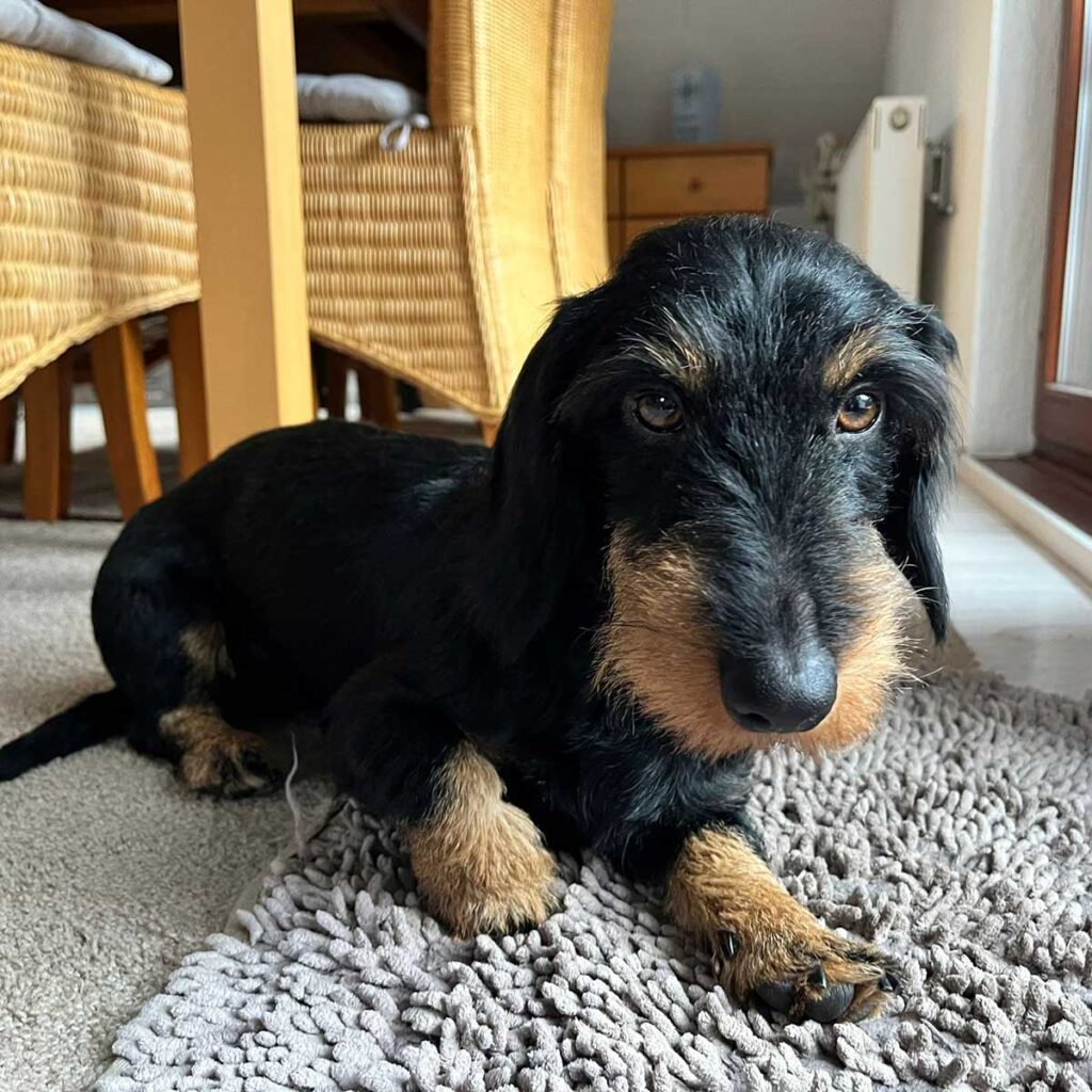 Rauhaardackel-Hündin Belinda von Henrichenburg