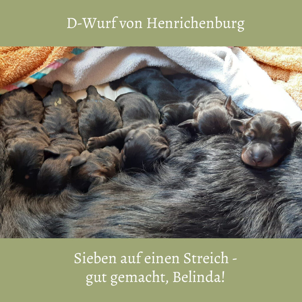 D-Wurf von Henrichenburg