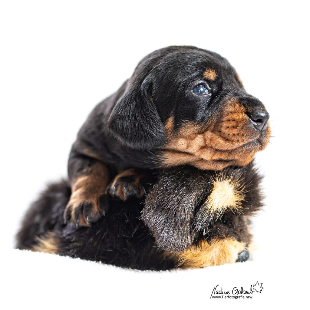 Rauhaardackel-Welpe mit Kuscheltier