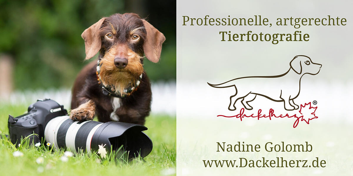 Dackelherz: Tierfotografie in NRW - Hundefotografie | Pferdefotografie Nadine Golomb