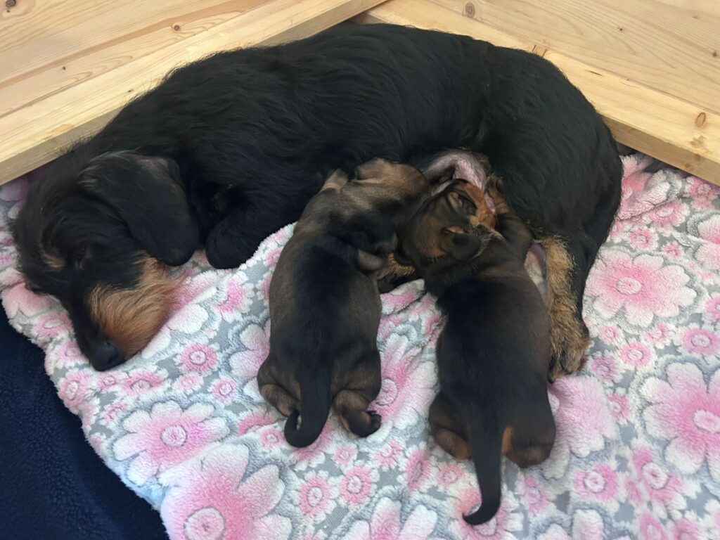 Der F-Wurf von Henrichenburg ist da! Rauhaarteckel in Castrop-Rauxel NRW
