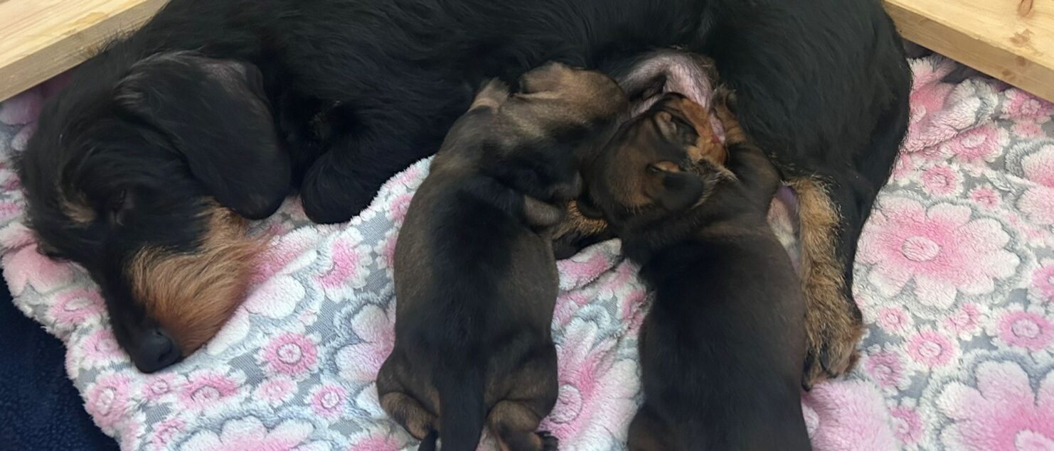 Der F-Wurf von Henrichenburg ist da! Rauhaarteckel in Castrop-Rauxel NRW