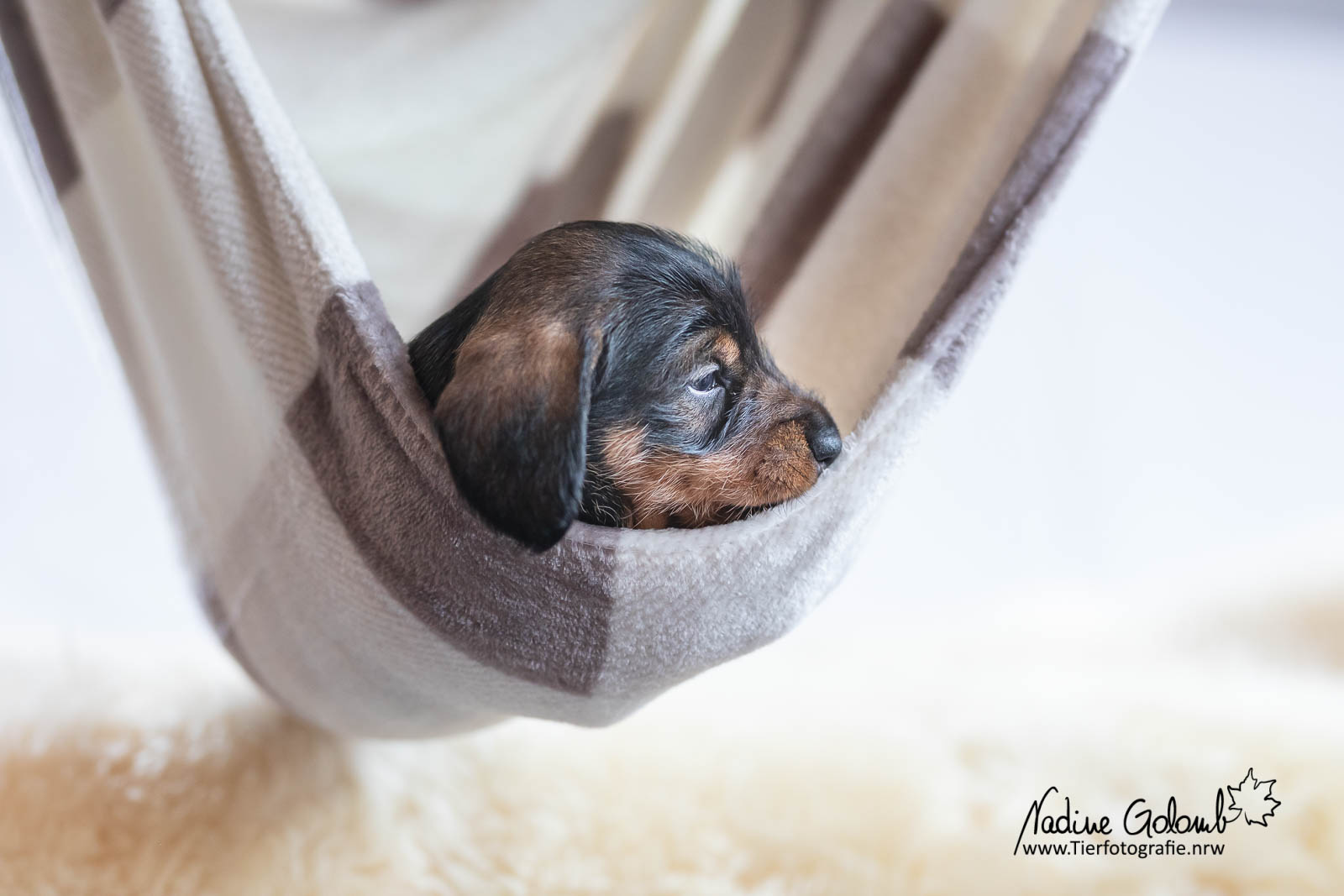 Rauhaardackelwelpe - F-Wurf von Henrichenburg