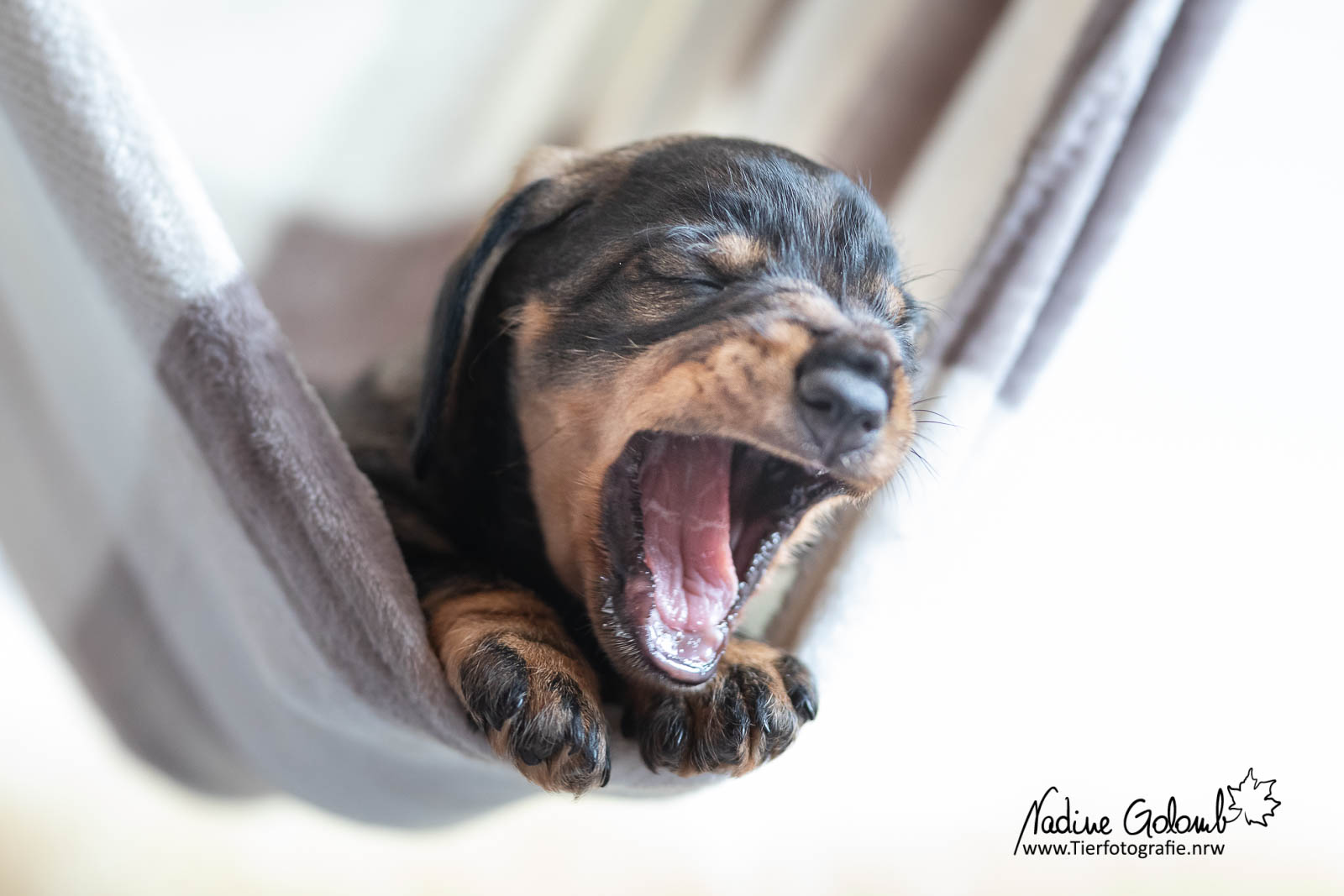 Rauhaardackelwelpe - F-Wurf von Henrichenburg