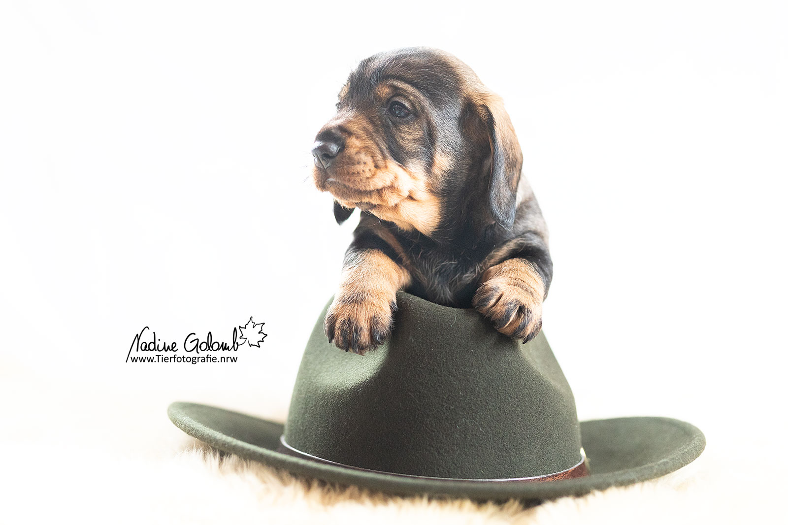 Rauhaardackelwelpe - F-Wurf von Henrichenburg