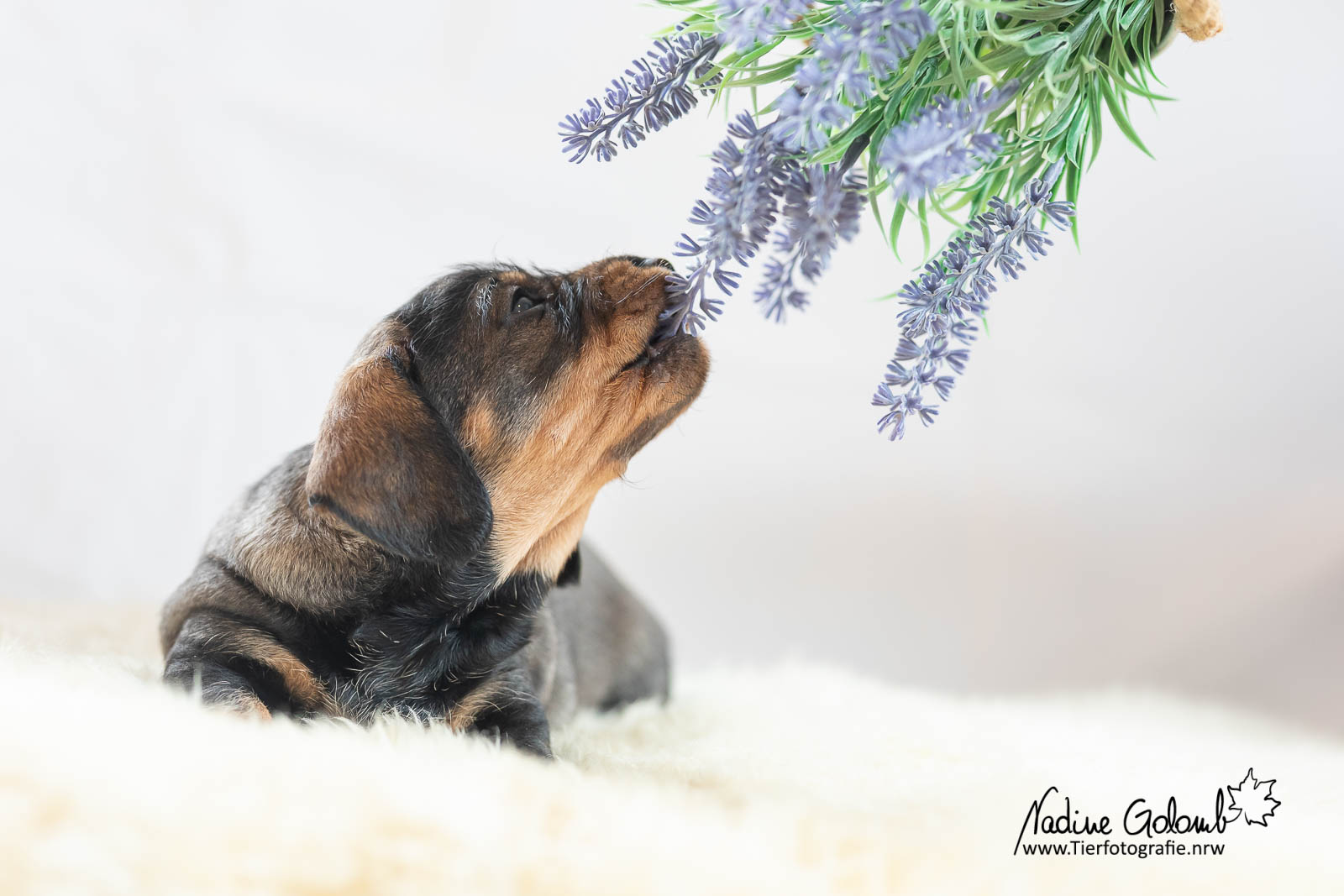 Rauhaardackelwelpe - F-Wurf von Henrichenburg