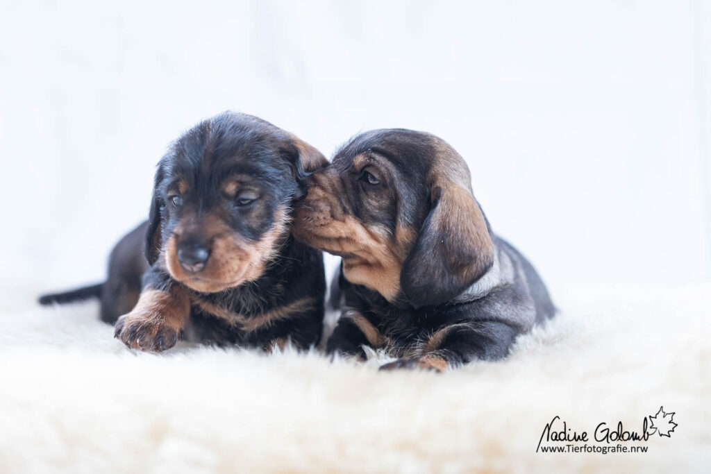 Rauhaardackelwelpen - F-Wurf von Henrichenburg