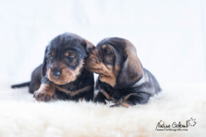 Rauhaardackelwelpen - F-Wurf von Henrichenburg