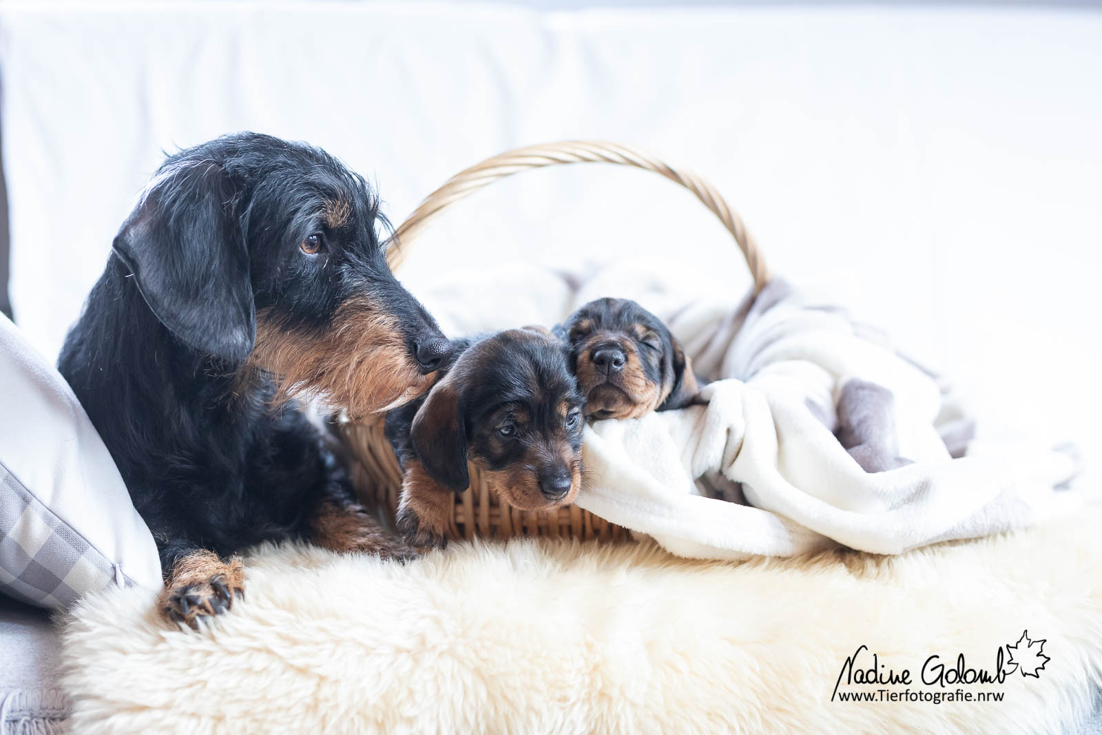 Rauhaardackelwelpen - F-Wurf von Henrichenburg