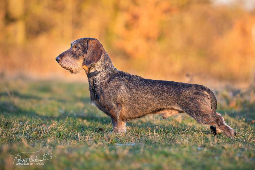 Rauhaardackel Rüde Zorro vom Neunten Weinberg